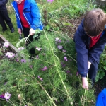 Year 3-4 Allotment_2